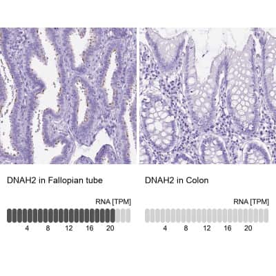 Immunohistochemistry-Paraffin: DNAH2 Antibody [NBP2-49506] - Staining in human fallopian tube and colon tissues using anti-DNAH2 antibody. Corresponding DNAH2 RNA-seq data are presented for the same tissues.