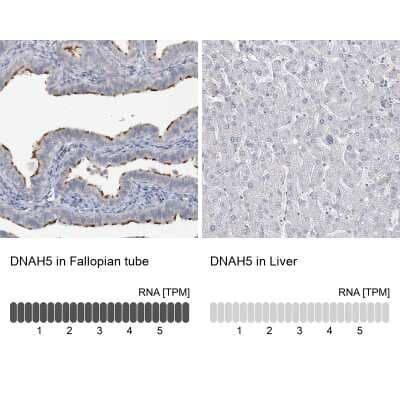 <b>Orthogonal Strategies Validation. </b>Immunohistochemistry-Paraffin: DNAH5 Antibody [NBP1-84464] - Analysis in human fallopian tube and liver tissues. Corresponding DNAH5 RNA-seq data are presented for the same tissues.