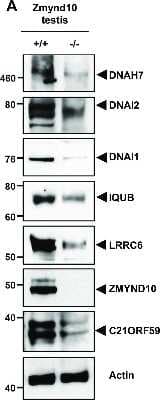 Western Blot: DNAH7 Antibody [NBP1-93613] - Dynein arm subunits and interaction partners of ZMYND10 were downregulated in Zmynd10-/- mice. Representative immunoblot analyses of DNAH7, DNAI2, DNAI1, IQUB, LRRC6, C21ORF59, and ZMYND10 in the testis extracts from Zmynd10+/+ and Zmynd10-/- mice. Image collected and cropped by CiteAb from the following publication (//dx.plos.org/10.1371/journal.pgen.1007316), licensed under a CC-BY license.