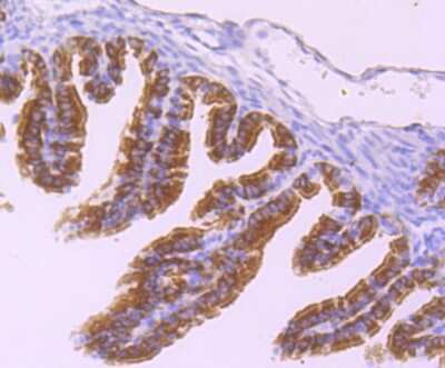 Immunohistochemistry-Paraffin: DNAI1 Antibody (JM11-38) [NBP2-66804] - Analysis of paraffin-embedded mouse fallopian tube tissue using anti-Dynein intermediate chain 1 antibody. Counter stained with hematoxylin.