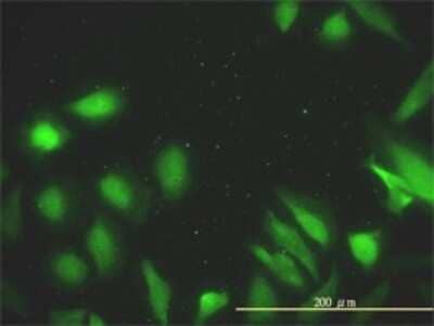 Immunocytochemistry/Immunofluorescence: DNAJA2 Antibody (2A11-F2) [H00010294-M01] - Analysis of monoclonal antibody to DNAJA2 on HeLa cell. Antibody concentration 10 ug/ml.