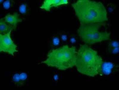 Immunocytochemistry/Immunofluorescence: DNAJA2 Antibody (OTI3A10) - Azide and BSA Free [NBP2-71565] - Staining of COS7 cells transiently transfected by pCMV6-ENTRY DNAJA2.