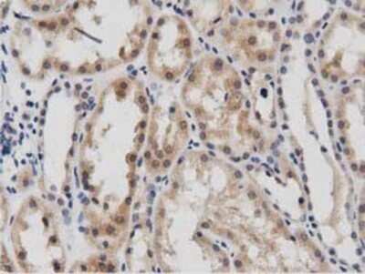 Immunohistochemistry: DNAJA2 Antibody (OTI3A10) - Azide and BSA Free [NBP2-71565] - Staining of paraffin-embedded Human Kidney tissue using anti-DNAJA2 mouse monoclonal antibody.