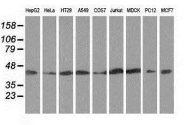 Western Blot: DNAJA2 Antibody (OTI3A10) - Azide and BSA Free [NBP2-71565] - Analysis of extracts (35ug) from 9 different cell lines by using anti-DNAJA2 monoclonal antibody.