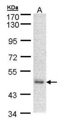 Western Blot: DNAJA2 Antibody [NBP1-32278] - Sample (30 ug of whole cell lysate)A: A431  7. 5% SDS PAGE, antibody diluted at 1:500.