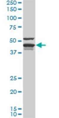 Western Blot: DNAJA4 Antibody (4B4-1F2) [H00055466-M01] - DNAJA4 monoclonal antibody (M01), clone 4B4-1F2. Analysis of DNAJA4 expression in Jurkat.