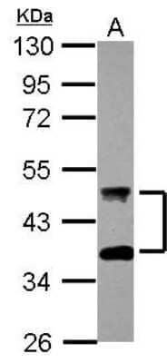 Western Blot: DNAJA4 Antibody [NBP2-14931] - Sample (30 ug of whole cell lysate) A: HCT116 10% SDS PAGE, antibody diluted at 1:2000.