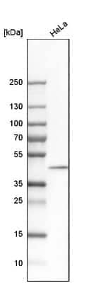 Western Blot DNAJB11 Antibody