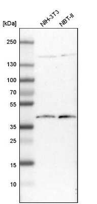 Western Blot DNAJB11 Antibody