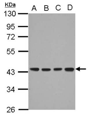 Western Blot: DNAJB12 Antibody [NBP2-16191] - Sample (30 ug of whole cell lysate) A: A549 B: H1299 C: HCT116 D: MCF-7 10% SDS PAGE gel, diluted at 1:1000.