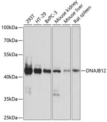 Western Blot: DNAJB12 Antibody [NBP2-92179] - Analysis of extracts of various cell lines, using DNAJB12 at 1:1000 dilution.Secondary antibody: HRP Goat Anti-Rabbit IgG (H+L) at 1:10000 dilution.Lysates/proteins: 25ug per lane.Blocking buffer: 3% nonfat dry milk in TBST.Detection: ECL Basic Kit .Exposure time: 10s.