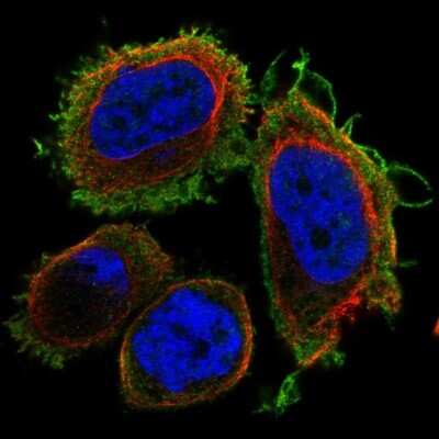 Immunocytochemistry/Immunofluorescence: DNAJB13 Antibody [NBP2-68770] - Staining of human cell line PC-3 shows localization to plasma membrane.