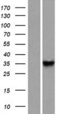 Western Blot: DNAJB13 Overexpression Lysate (Adult Normal) [NBP2-05233] Left-Empty vector transfected control cell lysate (HEK293 cell lysate); Right -Over-expression Lysate for DNAJB13.