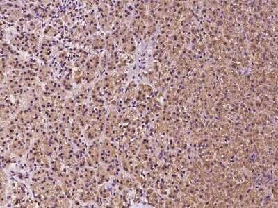 Immunohistochemistry-Paraffin: DNAJB14 Antibody [NBP2-97528] - Immunochemical staining of human DNAJB14 in human pancreas with rabbit polyclonal antibody at 1:200 dilution, formalin-fixed paraffin embedded sections.