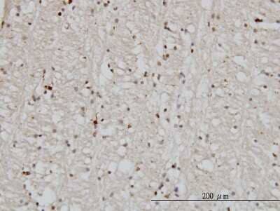 Immunohistochemistry-Paraffin DNAJB2 Antibody (2C9) - Azide and BSA Free