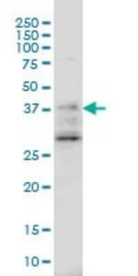 Western Blot DNAJB2 Antibody (2C9) - Azide and BSA Free