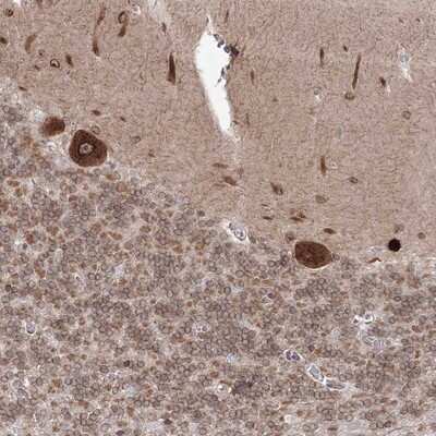 Immunohistochemistry-Paraffin: DNAJB2 Antibody [NBP1-83188] - Staining of human cerebellum shows strong nuclear membrane and cytoplasmic positivity in Purkinje cells.
