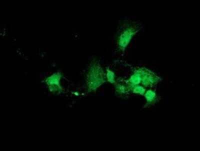 Immunocytochemistry/Immunofluorescence: DNAJB2 Antibody (OTI4D12) - Azide and BSA Free [NBP2-70951] - Staining of COS7 cells transiently transfected by pCMV6-ENTRY DNAJB2.