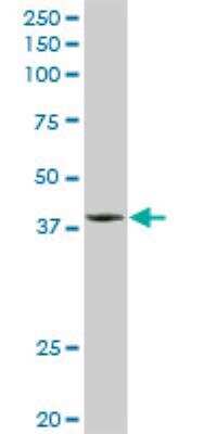 Western Blot: DNAJB2 Antibody [H00003300-D01P] - DNAJB2 MaxPab rabbit polyclonal antibody. Western Blot analysis of DNAJB2 expression in rat brain.