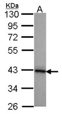 Western Blot: DNAJB2 Antibody [NBP1-32249] - Sample (30 ug of whole cell lysate) A: A431 10% SDS PAGE DNAJB2 antibody, antibody diluted at 1:1000.