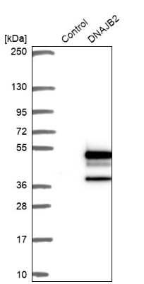 Western Blot: DNAJB2 Antibody [NBP1-83188] - Analysis in control (vector only transfected HEK293T lysate) and DNAJB2 over-expression lysate (Co-expressed with a C-terminal myc-DDK tag (3.1 kDa) in mammalian HEK293T cells).