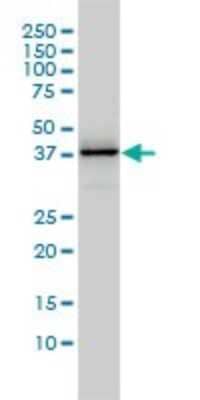 Western Blot: DNAJB4 Antibody (1H2-3G4) [H00011080-M01] - DNAJB4 monoclonal antibody (M01), clone 1H2-3G4 Analysis of DNAJB4 expression in Jurkat.