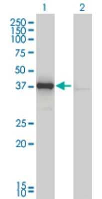 Western Blot: DNAJB4 Antibody (1H2-3G4) [H00011080-M01] - Analysis of DNAJB4 expression in transfected 293T cell line by DNAJB4 monoclonal antibody (M01), clone 1H2-3G4.Lane 1: DNAJB4 transfected lysate(38 KDa).Lane 2: Non-transfected lysate.