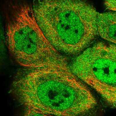 Immunocytochemistry/ Immunofluorescence DNAJB4 Antibody