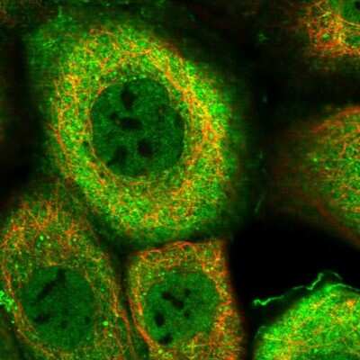 Immunocytochemistry/ Immunofluorescence DNAJB4 Antibody - BSA Free