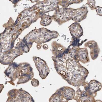 Immunohistochemistry-Paraffin: DNAJB4 Antibody [NBP1-81735] - Staining of human placenta shows weak to moderate cytoplasmic positivity in trophoblastic cells.