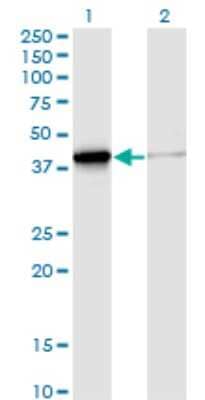 Western Blot: DNAJB4 Antibody (S13) [H00011080-M02] - Analysis of DNAJB4 expression in transfected 293T cell line by DNAJB4 monoclonal antibody (M02), clone S13.Lane 1: DNAJB4 transfected lysate(37.8 KDa).Lane 2: Non-transfected lysate.