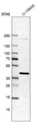 Western Blot DNAJB4 Antibody - BSA Free