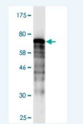 Western Blot: DNAJB5 Antibody (1C2) [H00025822-M02] - Detection against Immunogen (67.98 KDa) .