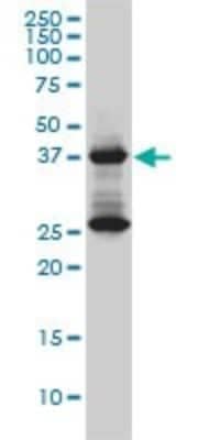 Western Blot: DNAJB6 Antibody (2C11-C1) [H00010049-M01] - DNAJB6 monoclonal antibody (M01), clone 2C11-C1 Analysis of DNAJB6 expression in Jurkat.