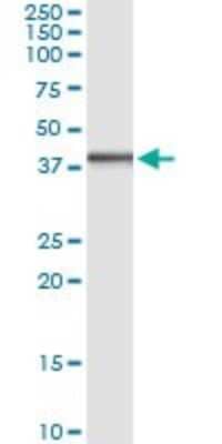 Immunoprecipitation: DNAJB6 Antibody (2D12-B9) [H00010049-M02] - Analysis of DNAJB6 transfected lysate using anti-DNAJB6 monoclonal antibody and Protein A Magnetic Bead, and immunoblotted with DNAJB6 MaxPab rabbit polyclonal antibody.