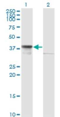 Western Blot: DNAJB6 Antibody (2D12-B9) [H00010049-M02] - Analysis of DNAJB6 expression in transfected 293T cell line by DNAJB6 monoclonal antibody (M02), clone 2D12-B9.Lane 1: DNAJB6 transfected lysate (Predicted MW: 36.1 KDa).Lane 2: Non-transfected lysate.