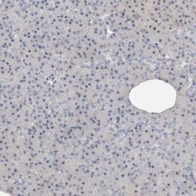 Immunohistochemistry-Paraffin: DNAJB6 Antibody [NBP1-82624] - Staining of human pancreas shows low expression as expected.