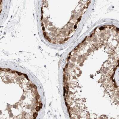 Immunohistochemistry-Paraffin: DNAJB6 Antibody [NBP1-82624] - Staining of human testis shows high expression.