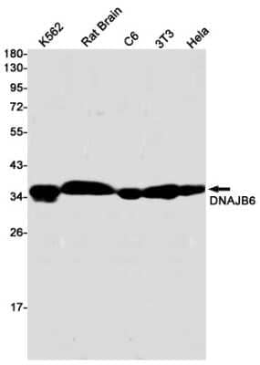 Western Blot: DNAJB6 Antibody (S01-8K2) [NBP3-15024] - Western blot detection of DNAJB6 in K562, Rat Brain, C6, 3T3, Hela cell lysates using DNAJB6 Rabbit mAb (1:1000 diluted). Predicted band size: 36kDa. Observed band size: 36kDa.