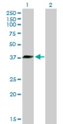 Western Blot: DNAJB6 Antibody [H00010049-B01P] - Analysis of DNAJB6 expression in transfected 293T cell line by DNAJB6 polyclonal antibody.  Lane 1: DNAJB6 transfected lysate(35.86 KDa). Lane 2: Non-transfected lysate.