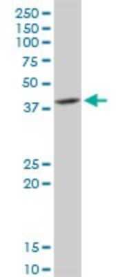 Western Blot: DNAJB6 Antibody [H00010049-D01P] - Analysis of DNAJB6 expression in HepG2.
