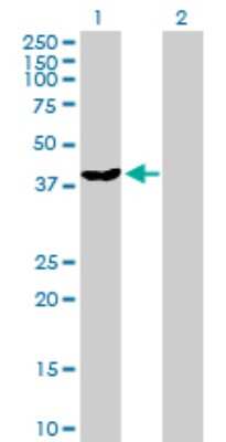 Western Blot: DNAJB6 Antibody [H00010049-D01P] - Analysis of DNAJB6 expression in transfected 293T cell line by DNAJB6 polyclonal antibody.Lane 1: DNAJB6 transfected lysate(36.10 KDa).Lane 2: Non-transfected lysate.