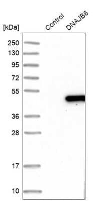 Western Blot: DNAJB6 Antibody [NBP1-82624] - Analysis in control (vector only transfected HEK293T lysate) and DNAJB6 over-expression lysate (Co-expressed with a C-terminal myc-DDK tag (3.1 kDa) in mammalian HEK293T cells).