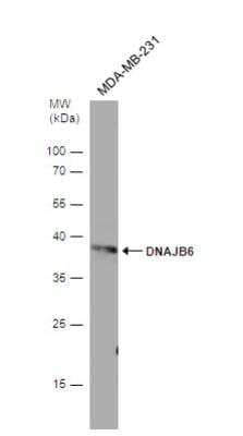 Western Blot: DNAJB6 Antibody [NBP2-16193] - Whole cell extract (30 ug) was separated by 12% SDS-PAGE, and the membrane was blotted with DNAJB6 antibody [N3C3] diluted at 1:500.