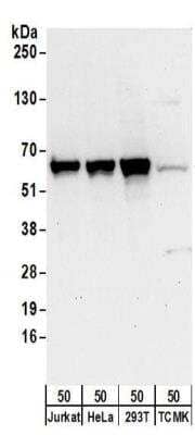 Western Blot DNAJC1 Antibody