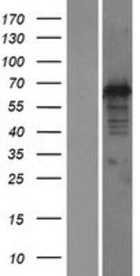 Western Blot DNAJC1 Overexpression Lysate