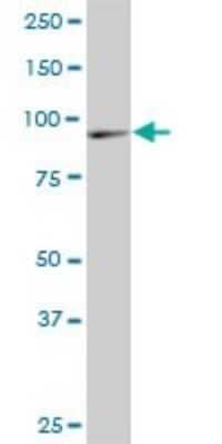 Western Blot DNAJC10 Antibody (3A8)