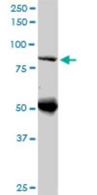 Western Blot: DNAJC10 Antibody (3A8) [H00054431-M02] - DNAJC10 monoclonal antibody (M02), clone 3A8. Analysis of DNAJC10 expression in human kidney.