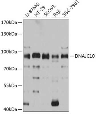 Western Blot DNAJC10 Antibody - Azide and BSA Free