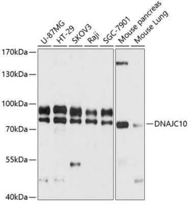 Western Blot: DNAJC10 Antibody [NBP2-92071] - Analysis of extracts of various cell lines, using DNAJC10 at 1:3000 dilution.Secondary antibody: HRP Goat Anti-Rabbit IgG (H+L) at 1:10000 dilution.Lysates/proteins: 25ug per lane.Blocking buffer: 3% nonfat dry milk in TBST.Detection: ECL Basic Kit .Exposure time: 1s.